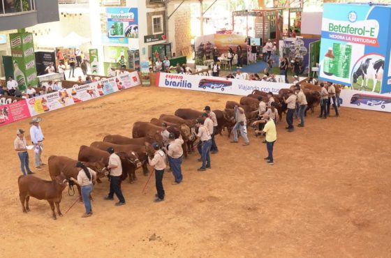 La Feria ganadera de Bucaramanga se acerca a la recta final