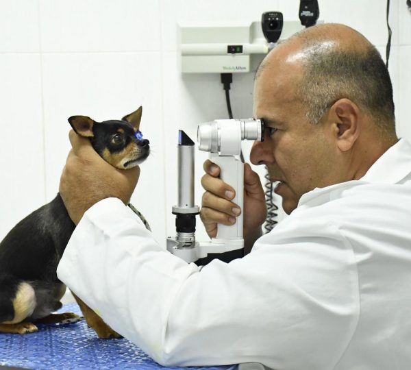 Clínica Veterinaria Pequeños Animales.