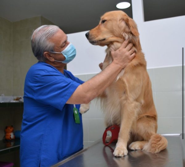 Clínica Veterinaria Pequeños Animales.